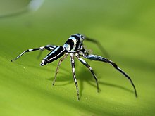 Black bands reach down to the carapace rim