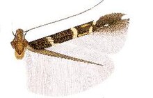 Cosmopterix nyctiphanes.JPG