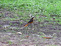 Schuppenkopfrötel White-crowned Robin-chat