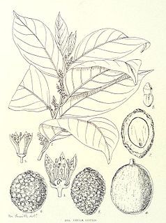 <i>Coula edulis</i> Species of flowering plant