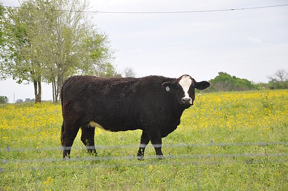 Cow behind a fence