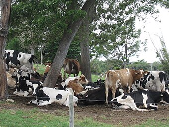 The milk industry of Arecibo[11] on display near Sector Noriega, Jardines de Bethania and Sector San Luis