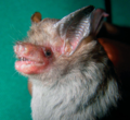 Thumbnail for Kitti's hog-nosed bat