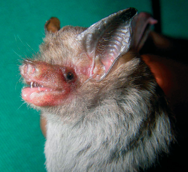 Discover the Bumblebee Bat, the world's tiniest bat found only in