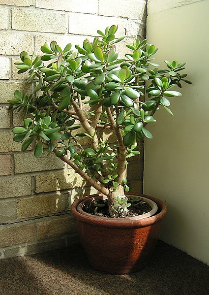 File:Crassula ovata 700.jpg