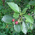 Crataegus-erythropoda-3.jpg