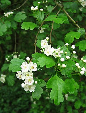 Crataegus laevigata x monogyna Blossom.jpg