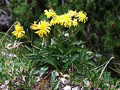 Crepis jacquini a2.jpg