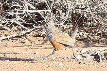 Crested Gallito.jpg