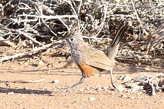 <span class="mw-page-title-main">Crested gallito</span> Species of bird