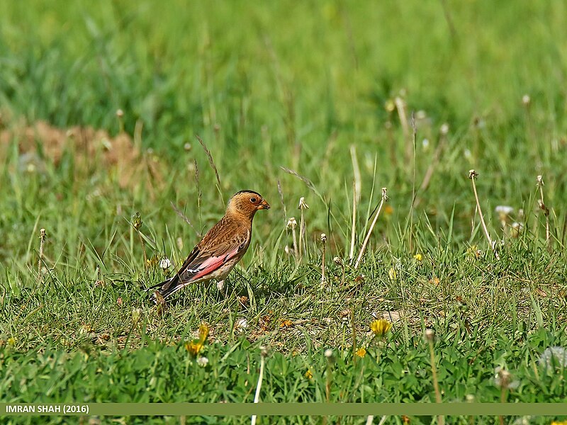 File:Crimson-winged Finch (Rhodopechys sanguineus) (28266903112).jpg