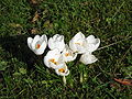 Crocus chrysanthus 'Snow Bunting'