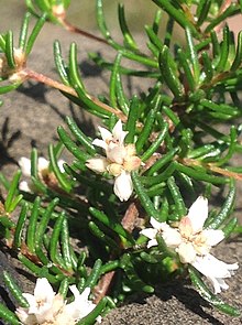 Cryptandra ericoides.jpg