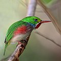 Kubalik tody (Todus multicolor) .JPG