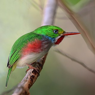 <span class="mw-page-title-main">Tody</span> Family of birds
