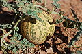 Cucumis myriocarpus   Paddy melon