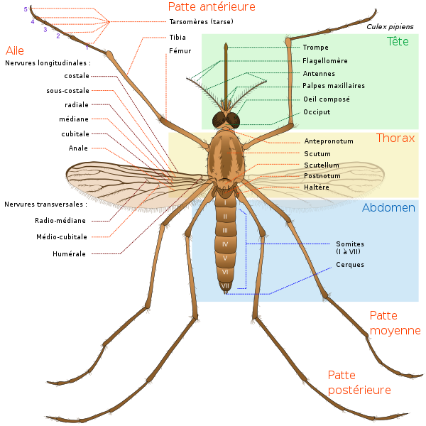 File:Culex pipiens diagram fr.svg