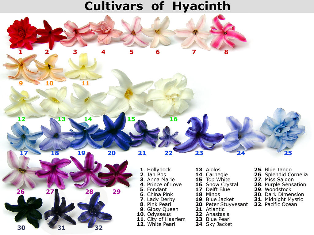 Cultivars of Hyacinth