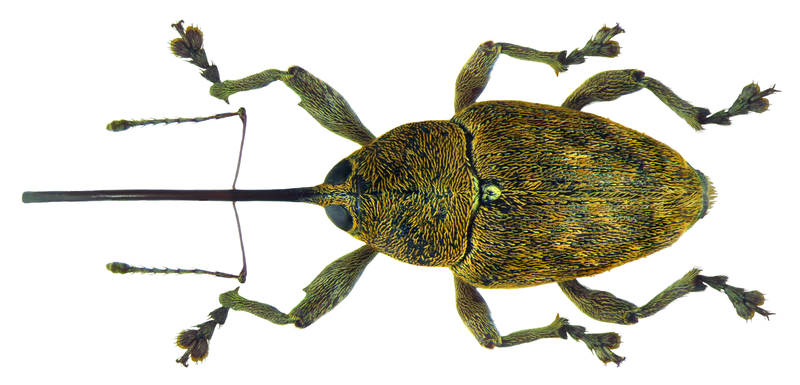 File:Curculio glandium Marsham, 1802 female (8112399337).png