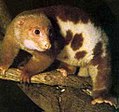 Cuscús manchado (Spilocuscus maculatus) Falanxeriformes