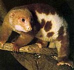 Cuscus1.jpg