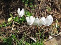 Cyclamen hederifolium 'Album'