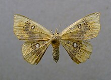 Cyclophora albiocellaria.jpg