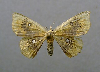 <i>Cyclophora albiocellaria</i> Species of moth