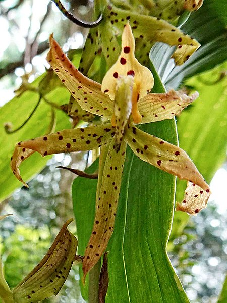 File:Cycnoches farnsworthianum - Gardens by the Bay, Singapore- (46632554461).jpg