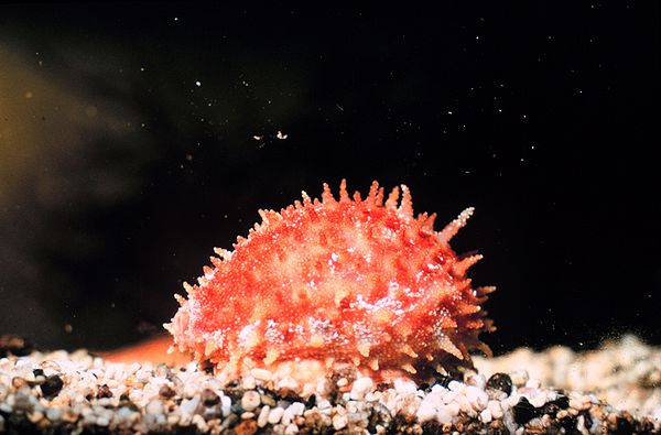 Cowrie (Cypraea chinensis) with fully extended mantle