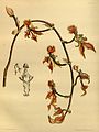 Cyrtochilum trilingue (as syn. Oncidium trilingue) plate 63 in first Edition: J. Lindley & J. Paxton: Paxton's Flower Garden (Orchidaceae) (1850-1853)