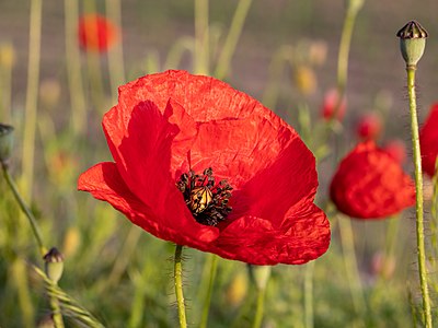 Dülmen, Fröbelstraße, Mohn am Feldrand -- 2021 -- 9174