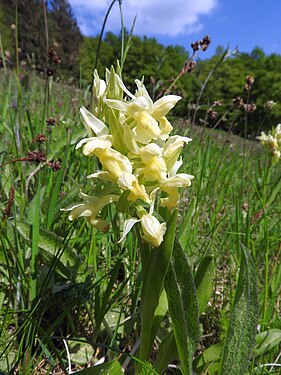 Yellow orchid