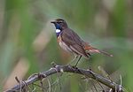 Miniatuur voor Bestand:David Palmer Bluethroat.jpg