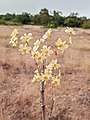 Dendrobium ovatum