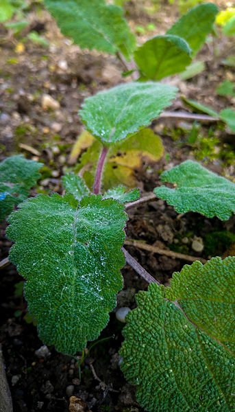 File:Der Muskatellersalbei, lat. Salvia sclarea 09.jpg