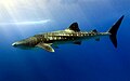 Dharavandhoo Thila - Whale Shark.jpg