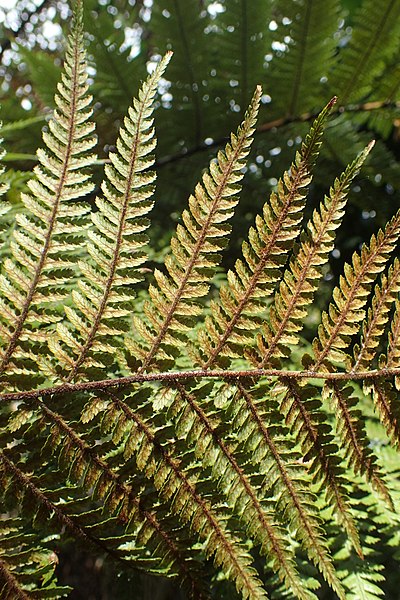 File:Dicksonia squarrosa kz03.jpg