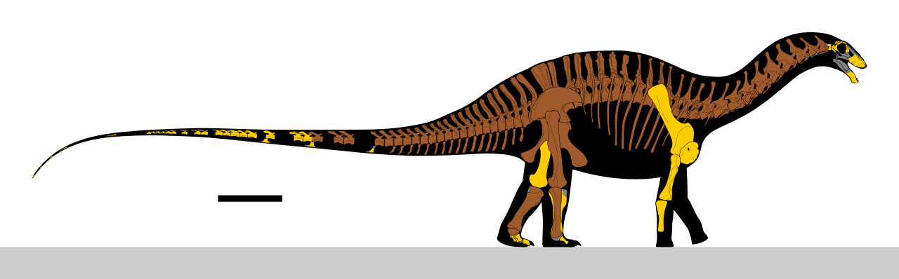 List of sauropodomorph type specimens - Wikipedia