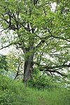 Oak in Untermühl