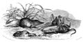Die Gartenlaube (1862) b 589.jpg Spitzmaus und Fangheuschrecke im Kampfe. In natürlicher Größe (Richard Illner)