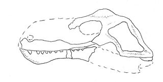 <i>Dimacrodon</i> Genus of extinct therapsid