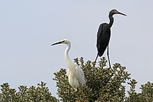 white and black morph together Dimorphic egret (Egretta dimorpha) white and black morph.jpg