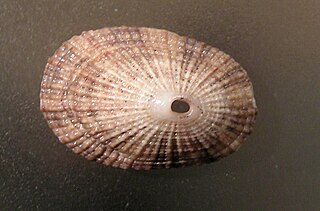 <i>Diodora lineata</i> Species of gastropod