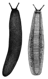<i>Diplosolenodes occidentalis</i> Species of land slug