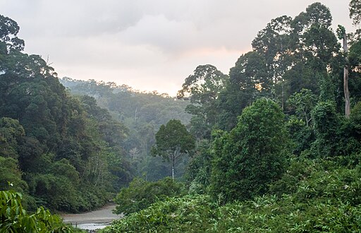 Dipterocarp Forest at Danum Valley (14161239626)