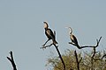 Cormoran dans la reserve de Djoudj