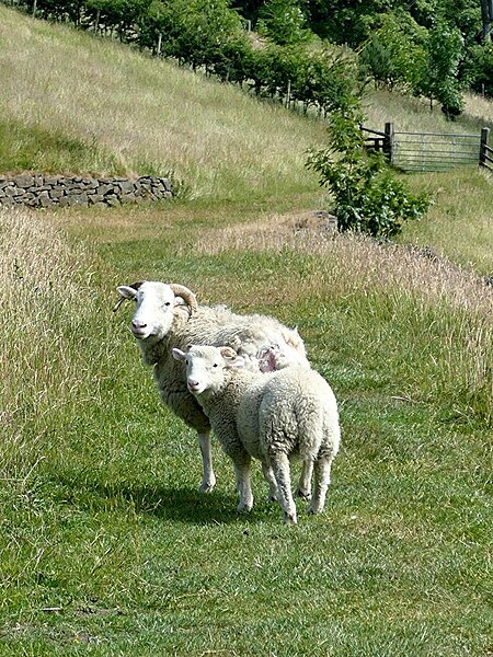 File:Do you think we should move out of the way Mum^ - geograph.org.uk - 5814869.jpg