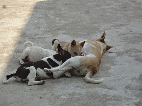 Dog-to-Dog Play