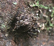 Dolichognatha.umbrophila.female.2.-. Tanikawa.jpg 